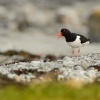 Ustricnik velky - Haematopus ostralegus - Eurasian Oystercatcher 7221
